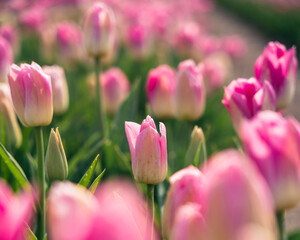 Obraz premium Pink tulip in a field