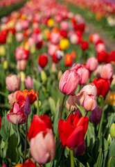 Obraz premium Multicolored tulip field in South Holland