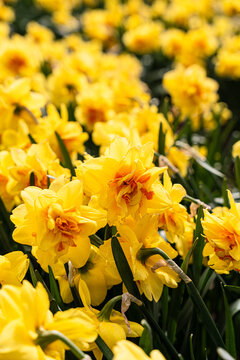 Narcissus flower in sprint time