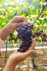 Naklejka premium Woman hands are holding a bunch of grapes in a vineyard against