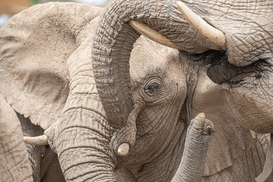 African elephants - unstoppable power