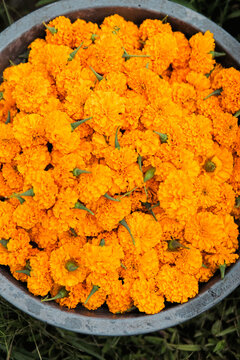 Close up of harvested orange marigold flowers in basket, Bali