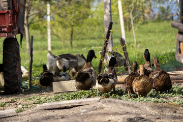 Group of ducks walking along a farmyard path beside a tractor and agricultural equipment, surrounded by trees and greenery, capturing a natural rural farming scene in daylight. © Daanree