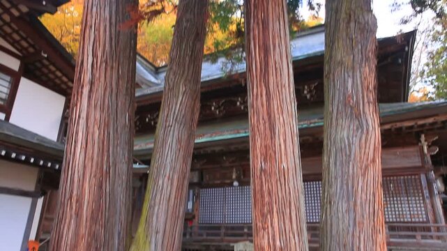 夫婦杉