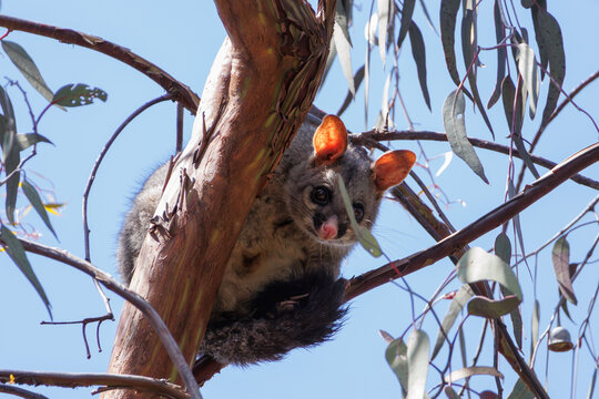 Common Brushtail Possum (Trichosurus vulpecula) in its natural habitat, close-up shot