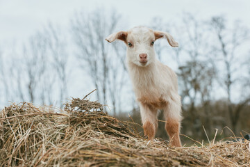 Fototapeta premium Goat kid stands on straw in a rural outdoor scene, curious and alert, with bare trees in the background, simple natural setting, bright daylight, calm atmosphere, ideal for lifestyle and animal