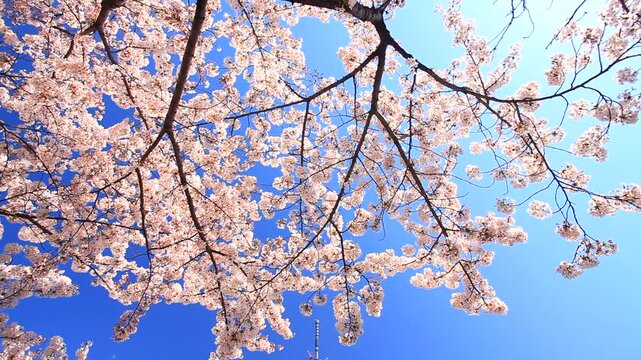 水上バスと桜と隅田川とスカイツリー
