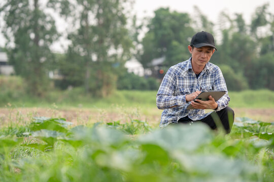 Asian farmer checking crop health using tablet in field, smart farming and agriculture technology concept