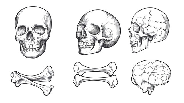 Artistic black and white illustrations of a human skull from different angles with bones and brain