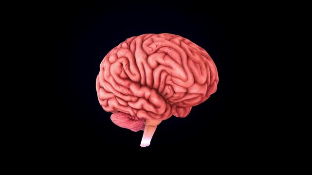 3d brain health and mind idea head concept human science graphic cgi visual effect