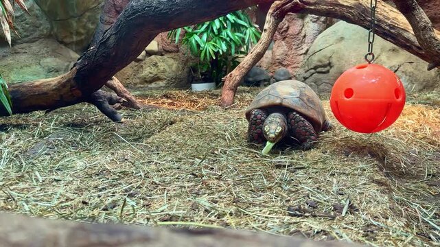 A large tortoise is eating greens in its enclosure. Nearby, a red ball hangs from a tree branch. The setting has natural rocks and plants inside a zoo.