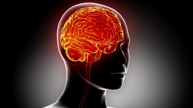 3d intellectual brain head concept awareness thinking display mind technology