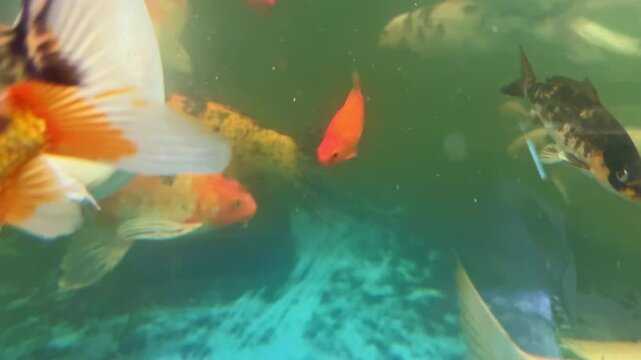 Several fish move through clear water at an aquarium. The scene shows different colors and patterns as the fish swim together in their environment. Some fish are larger than others.