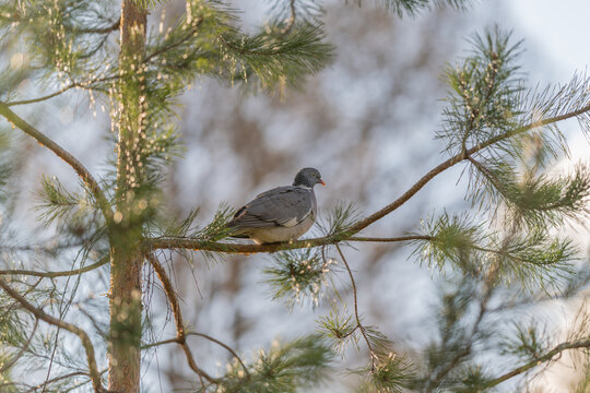Bird prepares to fly. Pigeon readies for departure now. Feather movement signals immediate flight action. Background blurs as pigeon shifts weight preparing to soar