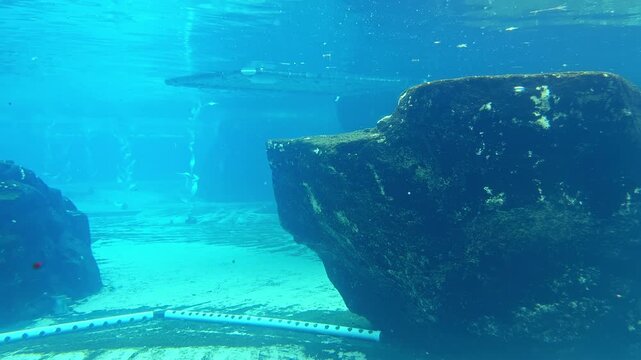 Fish swim around large rocks in an aquarium. The water is clear, allowing a view of the rocky bottom and aquatic life. The setting is calm and bright in the afternoon.