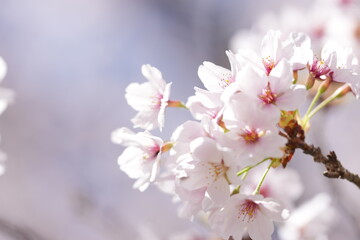 Fototapeta premium 青空の下で満開に咲き誇る桜の花が春の訪れを鮮やかに彩る美しい景色