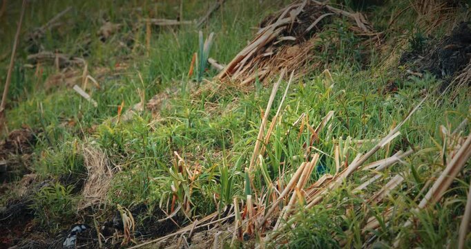 Common starling hopping in wet grass searching for worms, slow motion wildlife