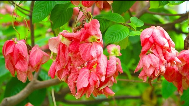 Mussaenda alicia or Dona Luz or Dona Alicia is light pink flower on the green garden