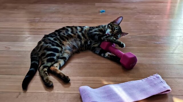 A playful Bengal cat lies on its side on a wooden floor, hugging a small pink dumbbell while workout gear lies nearby.