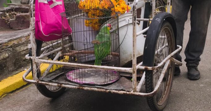 Man pushes a white trolley with a parrot in a metal cage among other cleaning supplies and marigold