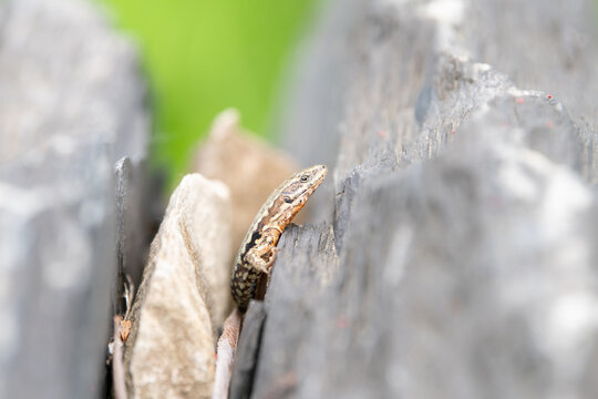 Common wall lizard sunbathing on a stone wall, Podarcis muralis, reptile living in Northern Europe and North America, wildlife moselle valley