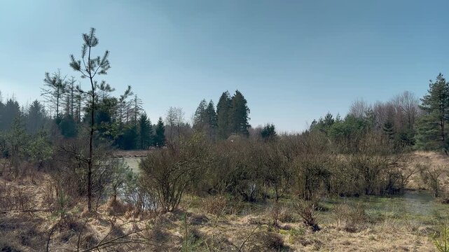 Tripod static wide shot of solitary young pine tree on open wetland marsh with shrubs, standing water, mixed conifer and deciduous forest backdrop under clear blue sky.