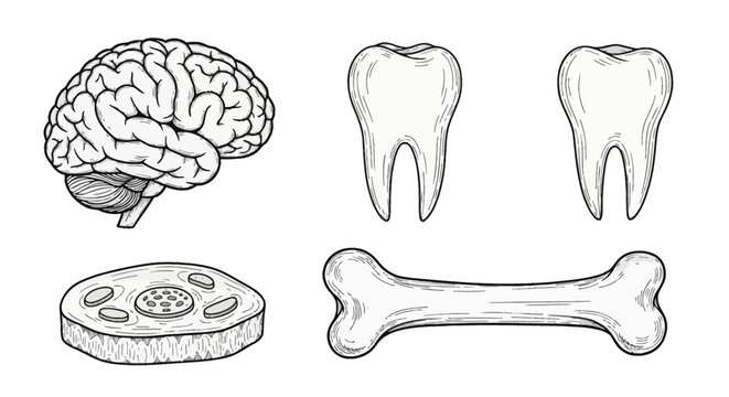 Hand-drawn anatomical illustrations featuring a detailed human brain, two molar teeth, a long bone, and a cross-section of a bone structure isolated on a plain white background.