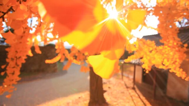 イチョウの紅葉と木もれ日
