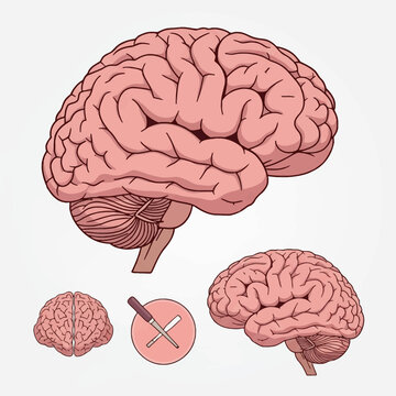 Anatomical vector illustration set of the human brain including lateral profile views and front view of cerebral hemispheres, showing cerebrum and cerebellum anatomy on white background.