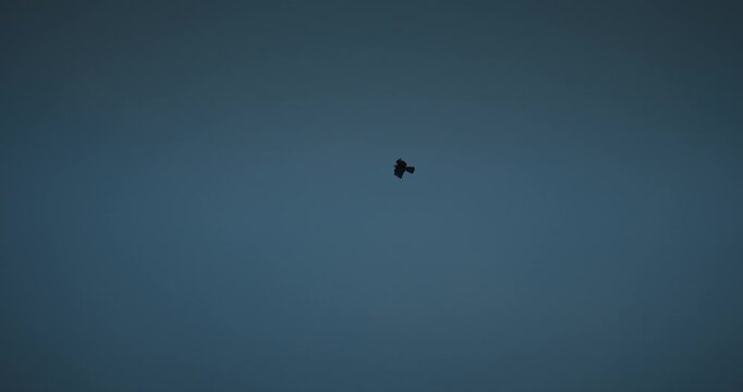 Common buzzard silhouette soaring in blue sky, wildlife video slow motion