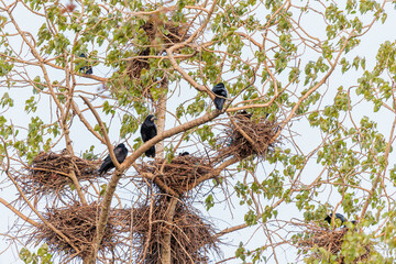 Corvus frugilegus. Colony of rooks with their nests between the branches of a poplar tree. © LFRabanedo
