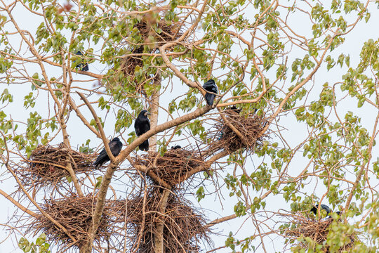 Corvus frugilegus. Colony of rooks with their nests between the branches of a poplar tree.