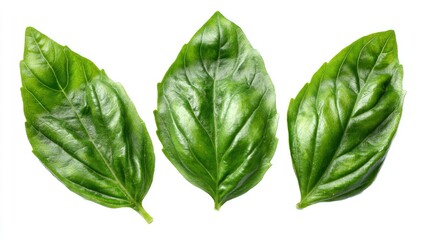 Fototapeta premium Three fresh, vibrant green basil leaves with prominent veins, isolated on white