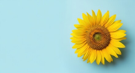 Obraz premium A vibrant sunflower with a yellow center and petals on a light blue background, with a subtle gradient effect.