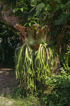 giant platycerium plant at the outdoor garden