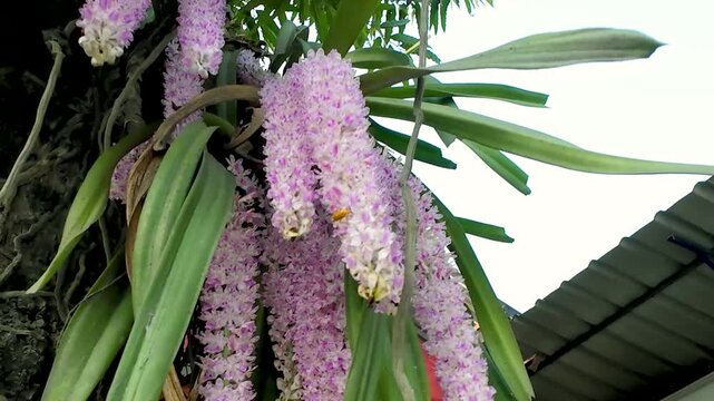 Low angle HD shot of Kapow Phul or Foxtail Orchids of Assam blooming