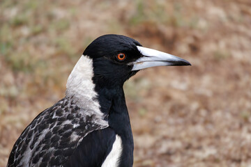 Profile portrait of a Laughing Magpie or Australian Magpie in the wild, Western Australia © Tove Liv
