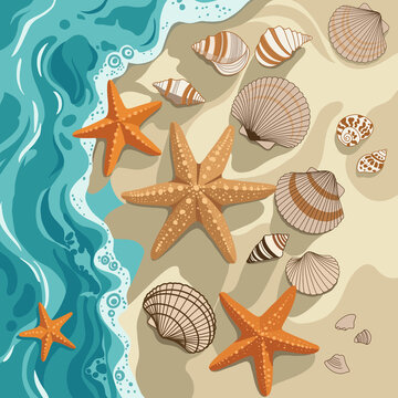 sea shells and starfish