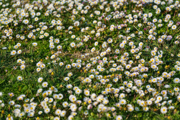 Blooming field of common daisies (Bellis perennis) growing in green grass on a spring meadow. spring nature, seasonal renewal, natural background © TatiG