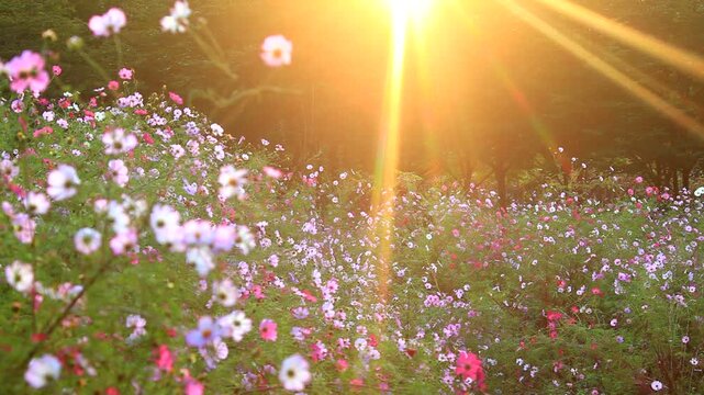 コスモスの花畑と朝日の木もれ日の光芒