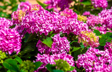 Obraz premium Pink hydrangea blooms in summer in the city Park 