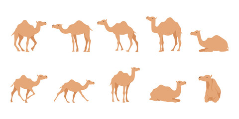 Fototapeta premium Camel Illustration