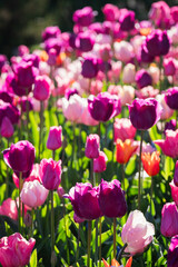 Fototapeta premium Tulip flowerbed 