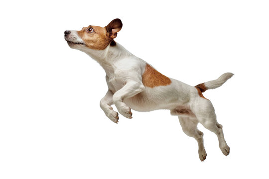Energetic Jack Russell Terrier jumping isolated on black background.