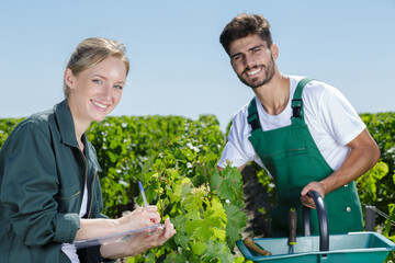 Fototapeta premium happy man and woman working in vineyards