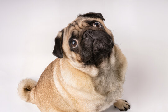 Funny pug dog with coffee cup and creative typography on black background.