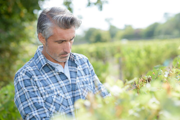 Fototapeta premium attractive male harvesting grapes in vineyard