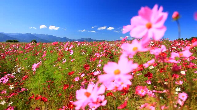 風渡るコスモスの花畑と夫神岳などの山並み