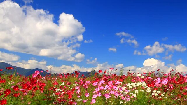 風渡るコスモスの花畑と十観山などの山並み