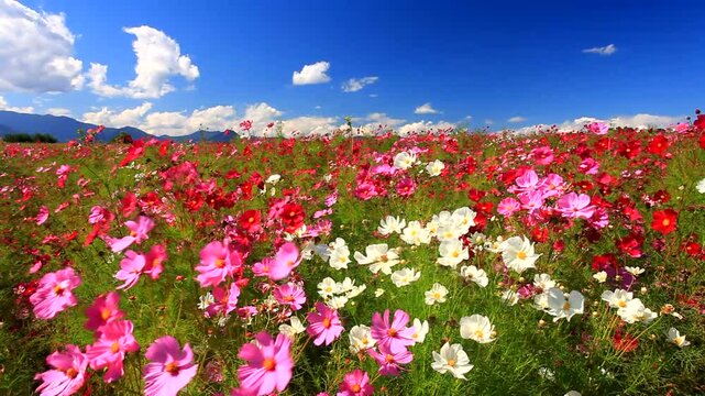 風渡るコスモスの花畑と子檀嶺岳などの山並み